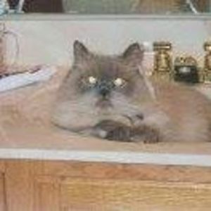 Meet your Posher, Mary